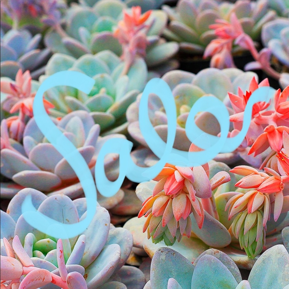 3/$10 sale